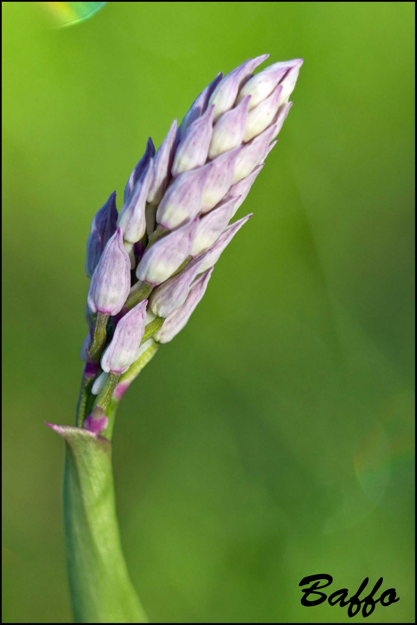 Orchis militaris